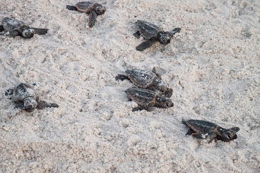 Caribbean citizenship. Caribbean Sea: loggerhead turtles